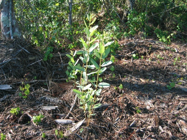 Flag Pawpaw - Asimina obovata