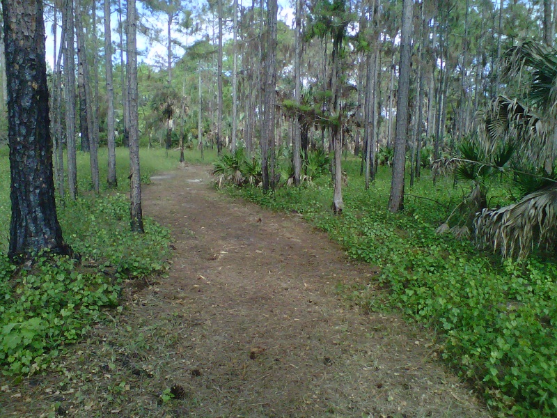 Pine flatwoods habitat