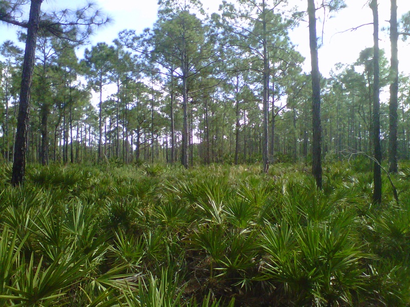 Red Root Preserve Pine Flatwods