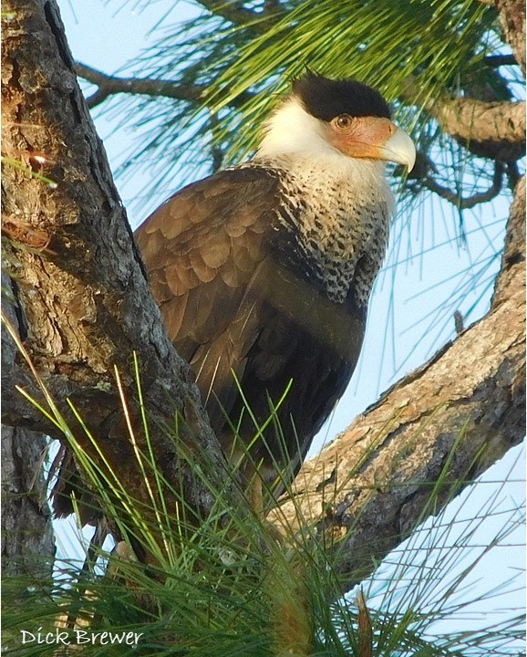 DB Caracara