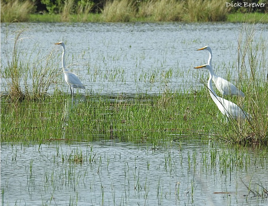 DB egrets