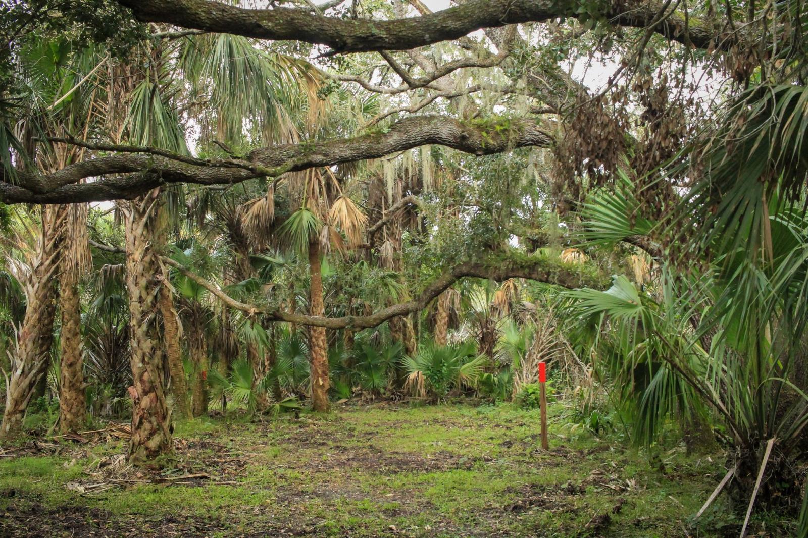 Caracara Prairie Preserve