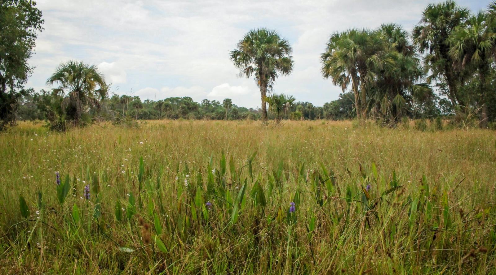 Caracara Prairie Preserve3