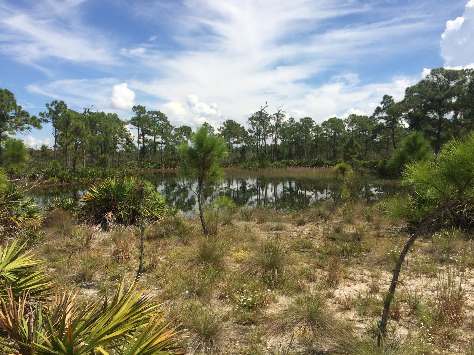 wetland