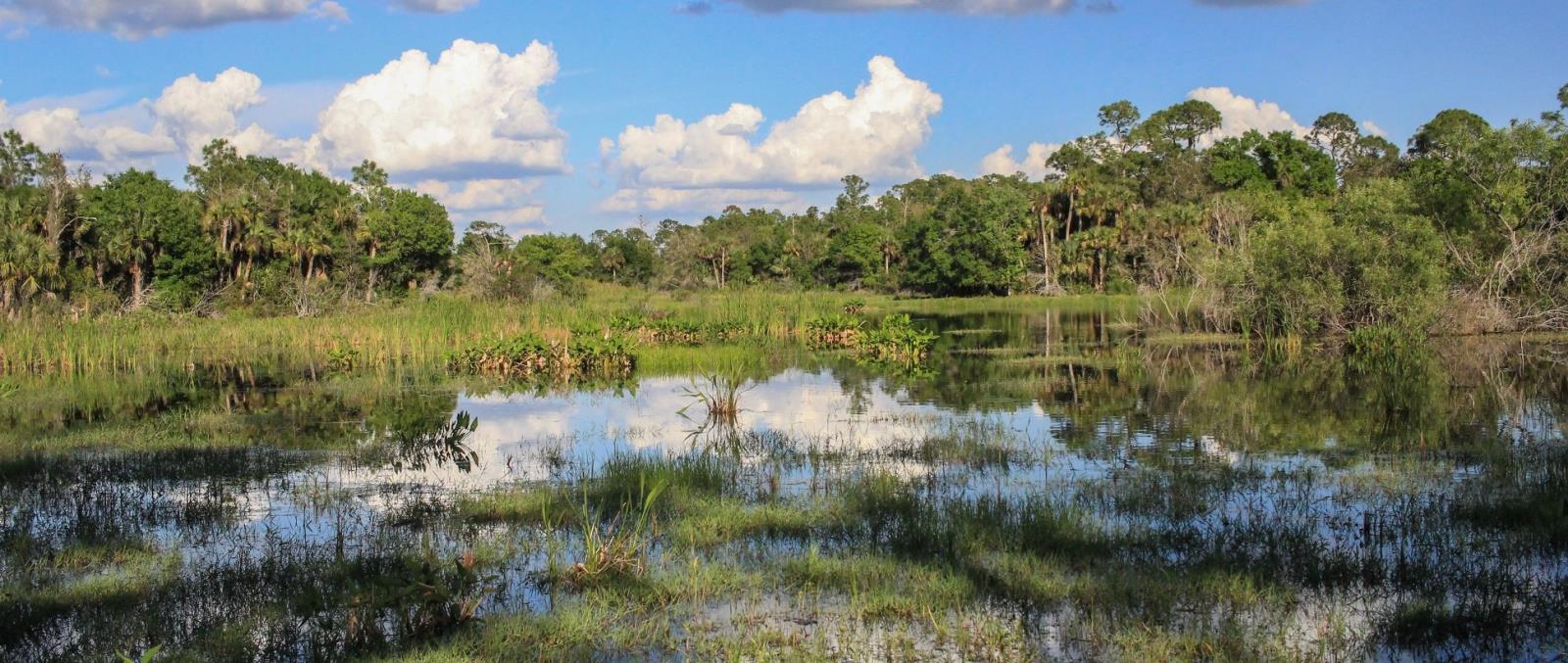 Conservation Collier  Collier County, FL