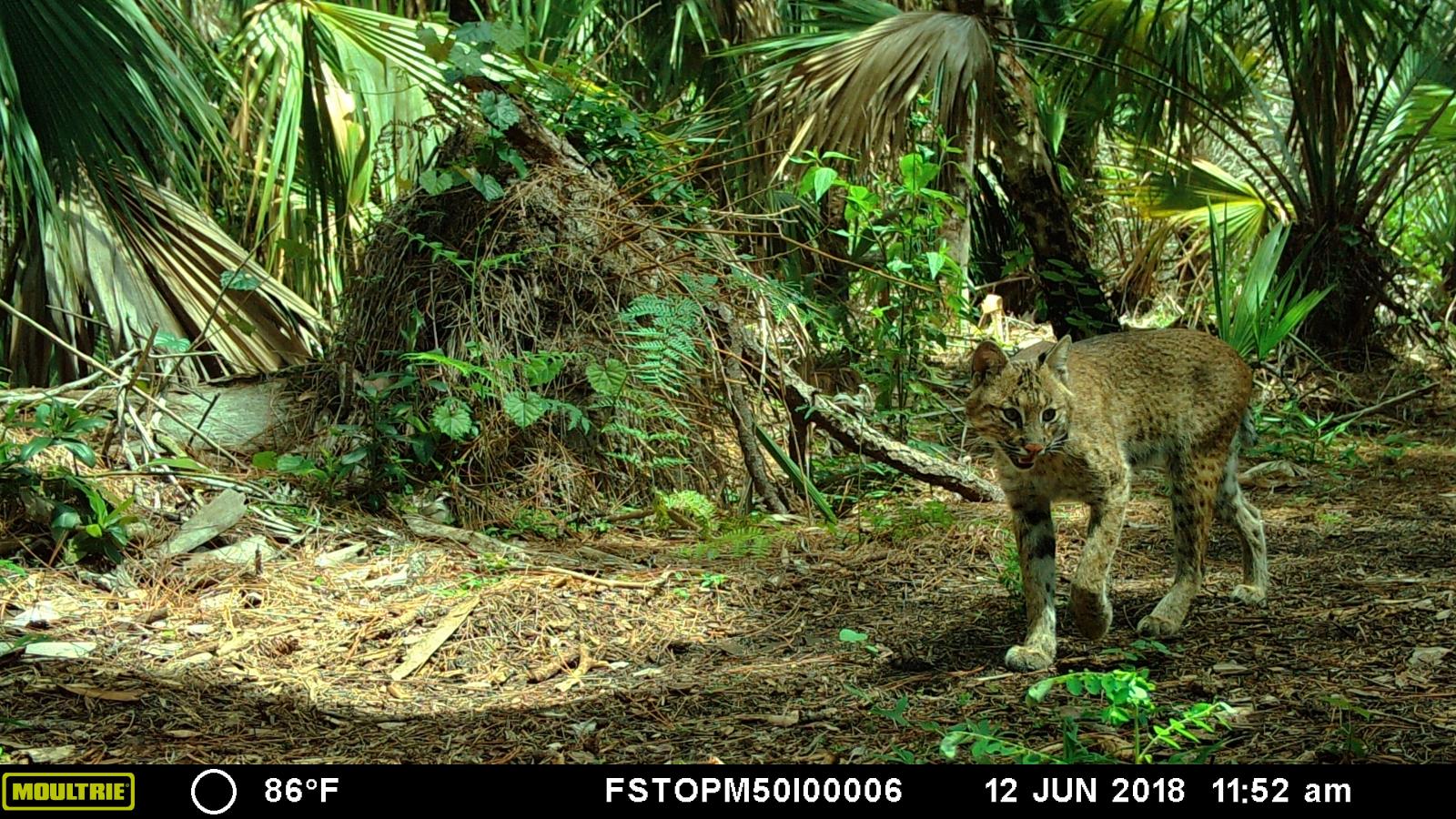 bobcat