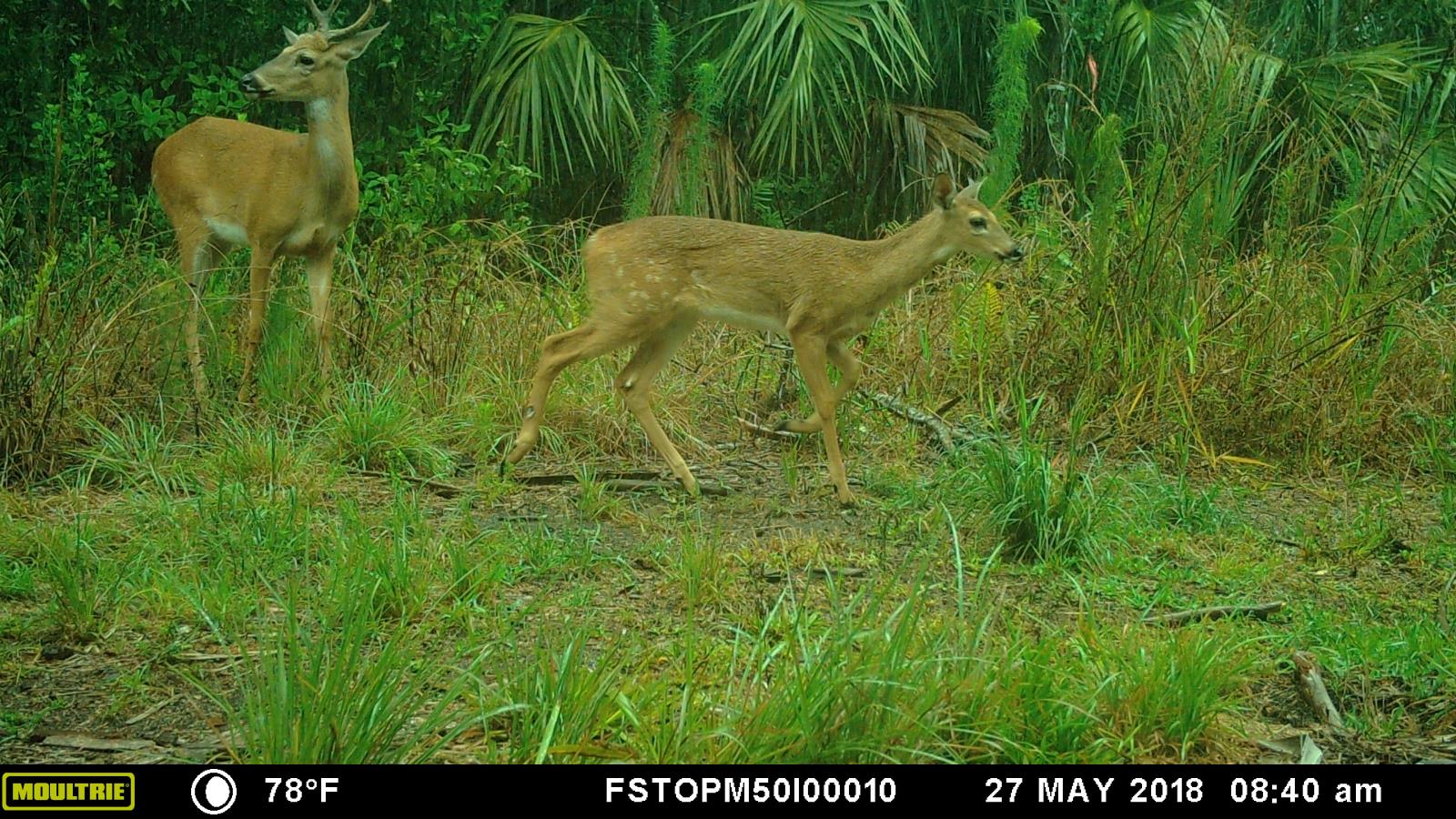 buck and fawn