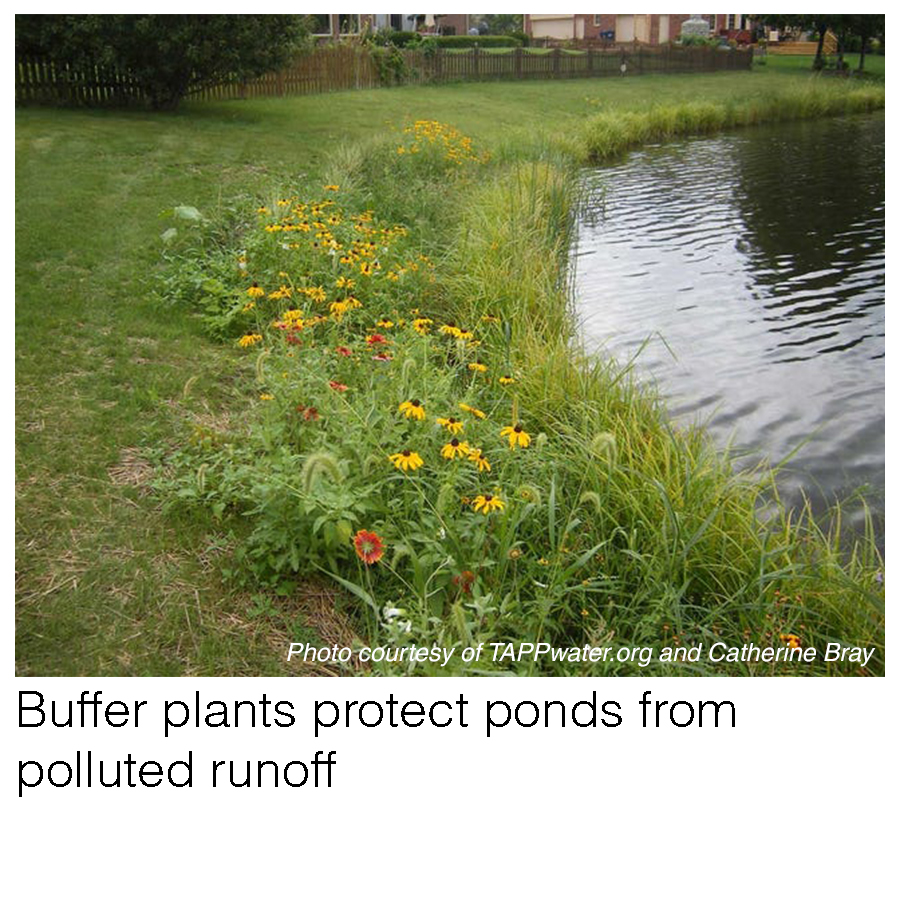 Buffer plants around pond