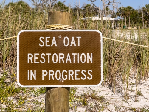 Dune Vegetation Planting to Begin in Collier County