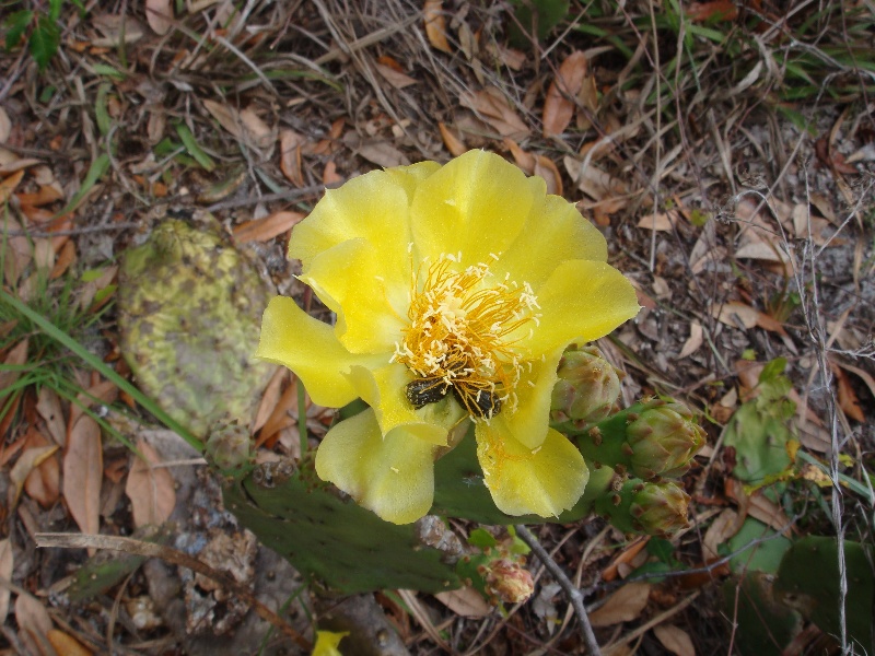 Prickly pear cactus