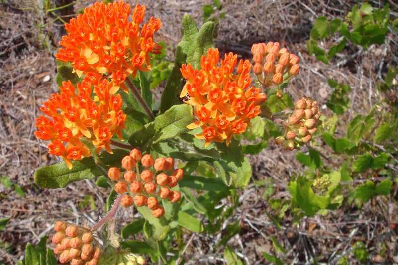 butterfly weed