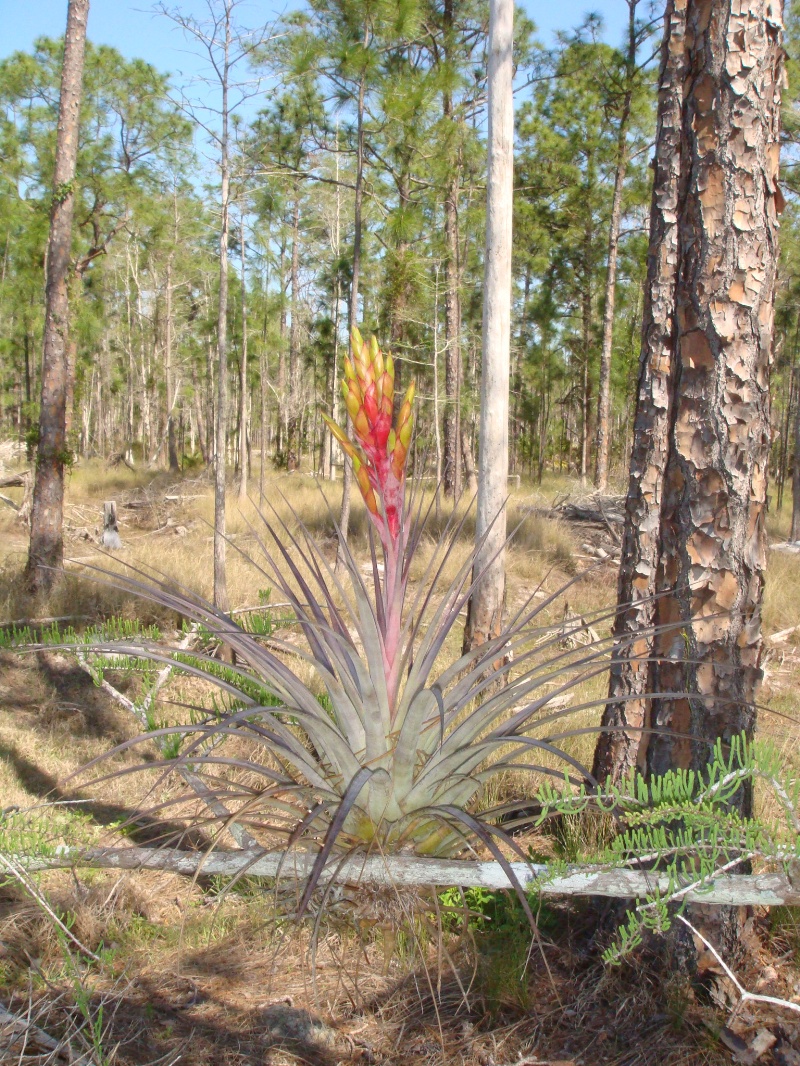 Blooming Tillandsia fasciculata