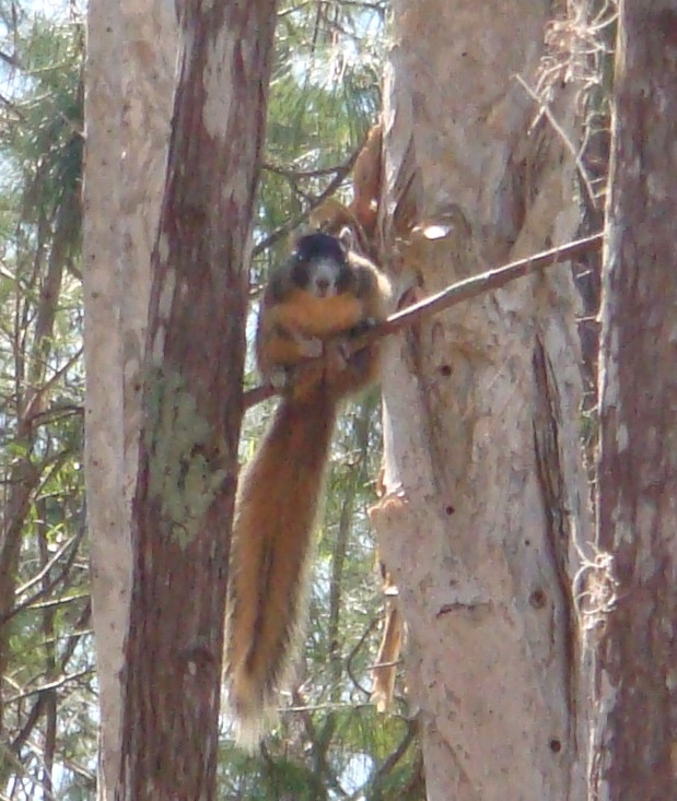 Big Cypress fox squirrel