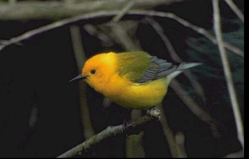 Cochatchee Creek warbler