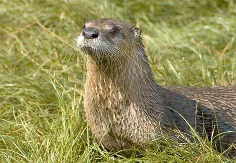 river otter