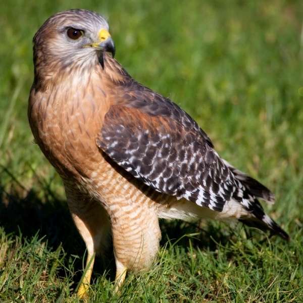 red shouldered hawk